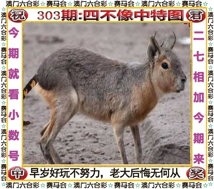 新澳门生肖彩